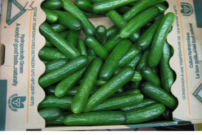 Persian cucumbers in a carton 